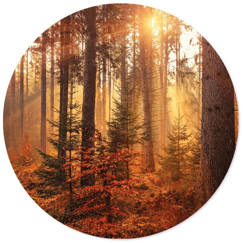Muurcirkel forest Dibond/Forex Ø12-80 cm