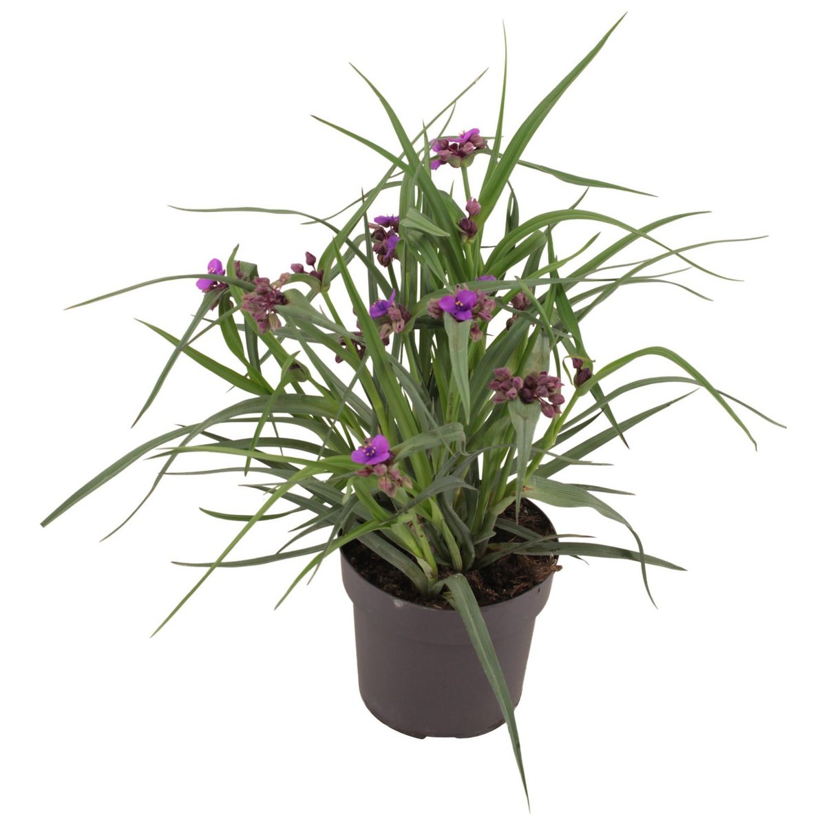 Tradescantia brainstorm P17 - Ø17cm - ↕35 cm