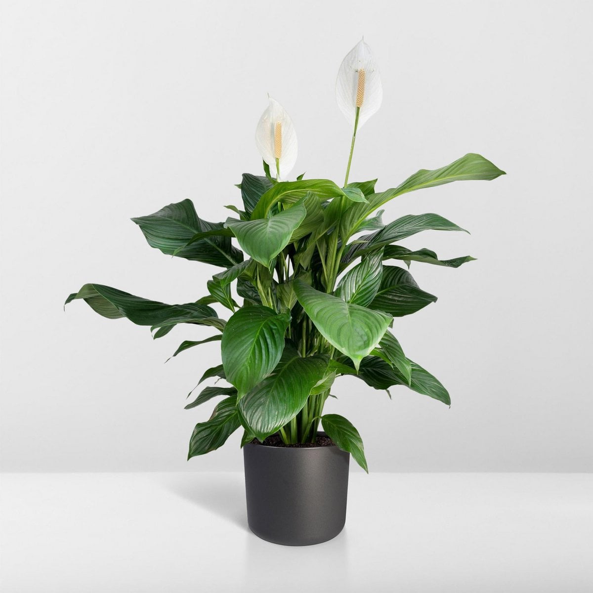 Lepelplant Spathiphyllum ø19cm ↕80cm