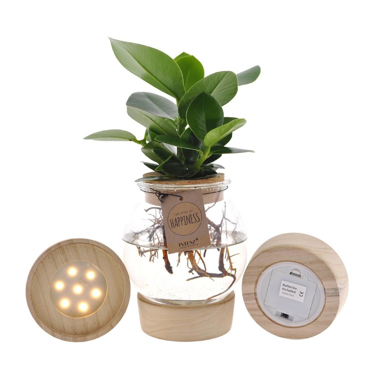 Clusia kamerplant in bolglas met LED