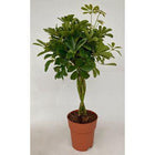 Schefflera Compacta kamerplant Ø19 cm 80 cm