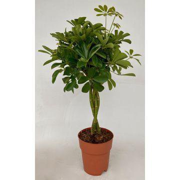 Schefflera Compacta kamerplant Ø19 cm 80 cm