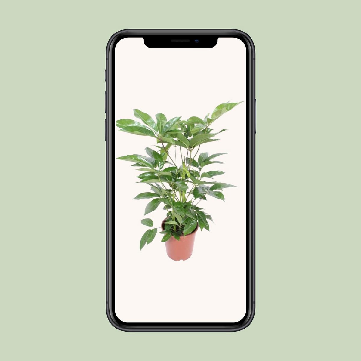 Kamerplant Schefflera Actinophylla 'amate' potmaat 24 cm