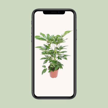 Kamerplant Schefflera Actinophylla 'amate' potmaat 24 cm