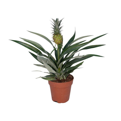 Bromelia Ananas plant Ø12cm ↕30cm