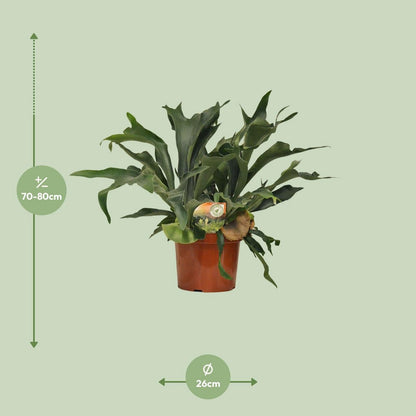 Platycerium bifurcatum kamerplant