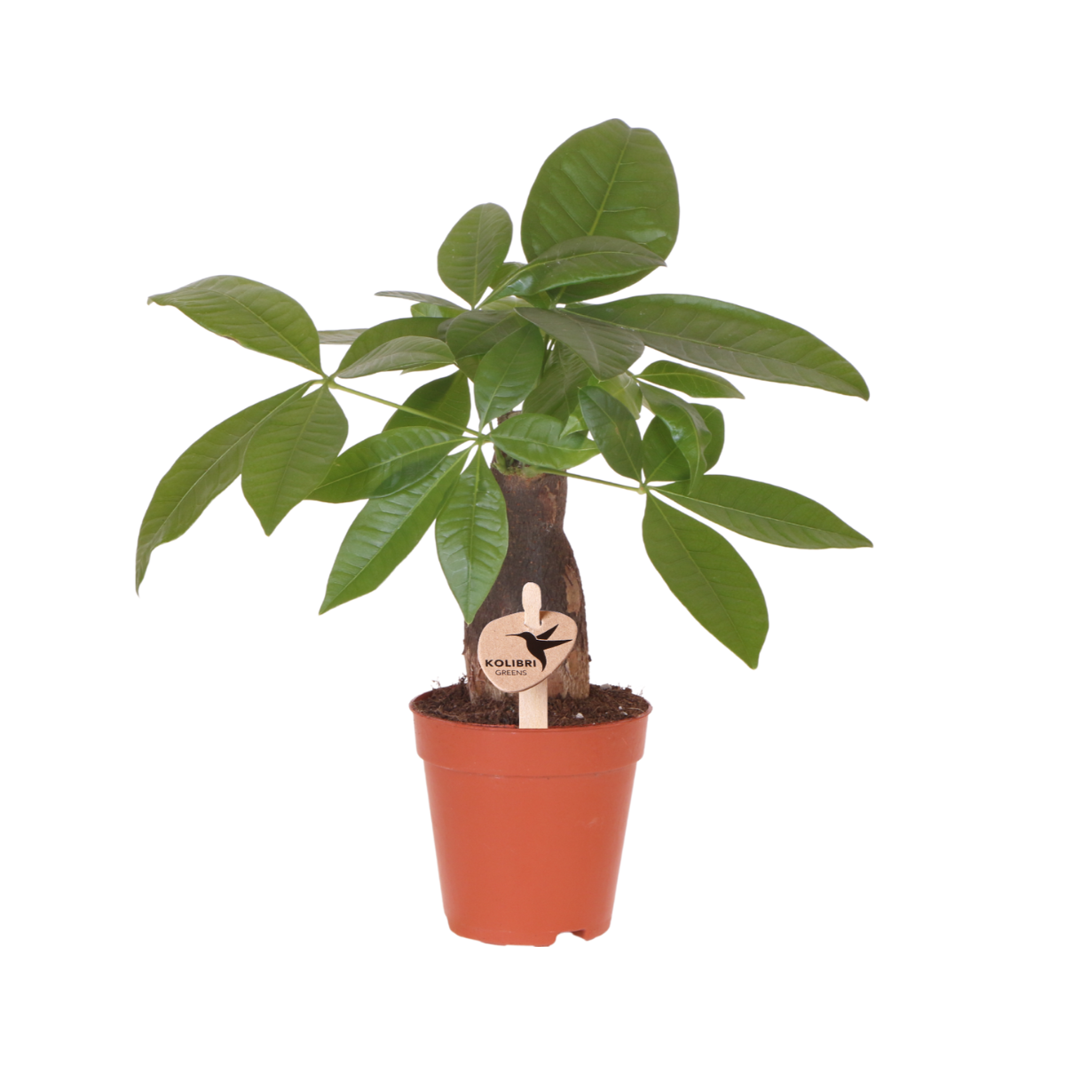 Pachira Geldboom Kamerplant ⌀9 cm