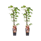 Parthenocissus Tricuspidata Veitch Boskoop 2 stuks Ø15cm ↕65cm