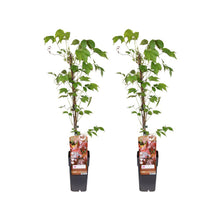 Parthenocissus Tricuspidata Veitch Boskoop 2 stuks Ø15cm ↕65cm