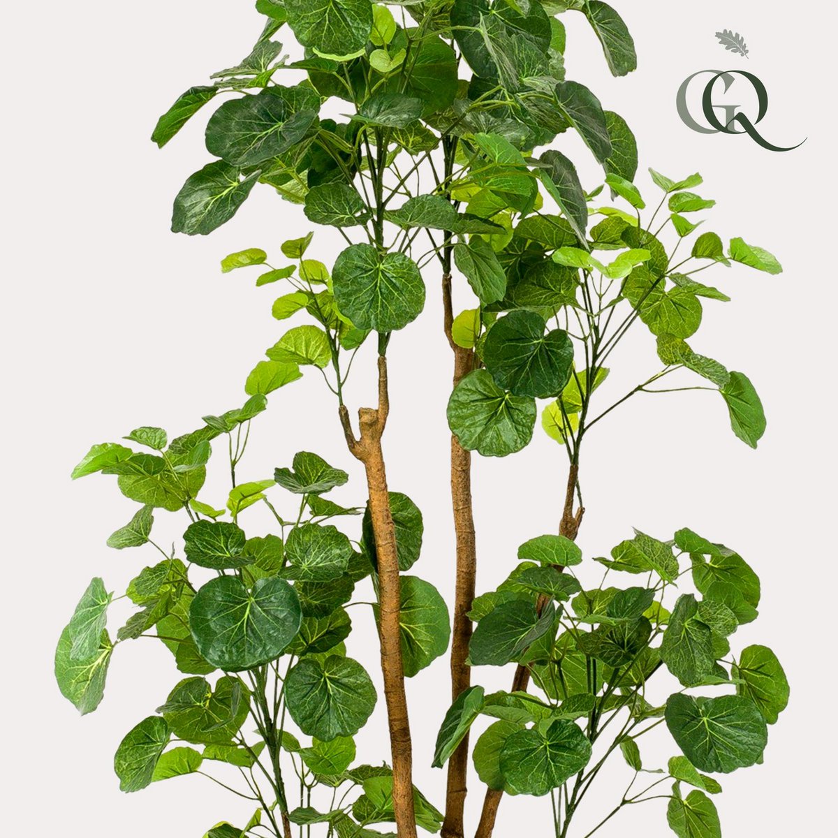 Kunstplant Polyscias Aralia 160 cm