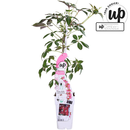 Klimplant Parthenocissus henryana Ø15x65 cm