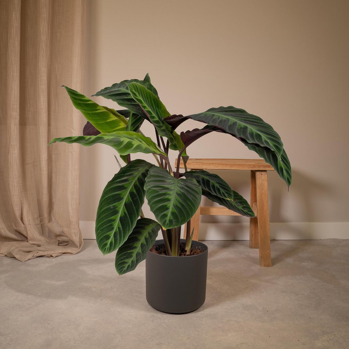 Calathea Warscewiczii pauwenplant Ø19cm 70cm groen