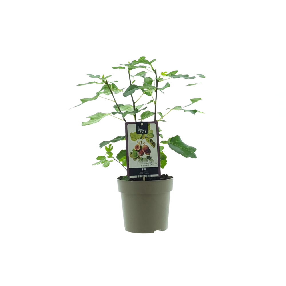 Ficus Precosos de Dalmatie plant Ø15cm ↕40cm