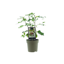Ficus Precosos de Dalmatie plant Ø15cm ↕40cm