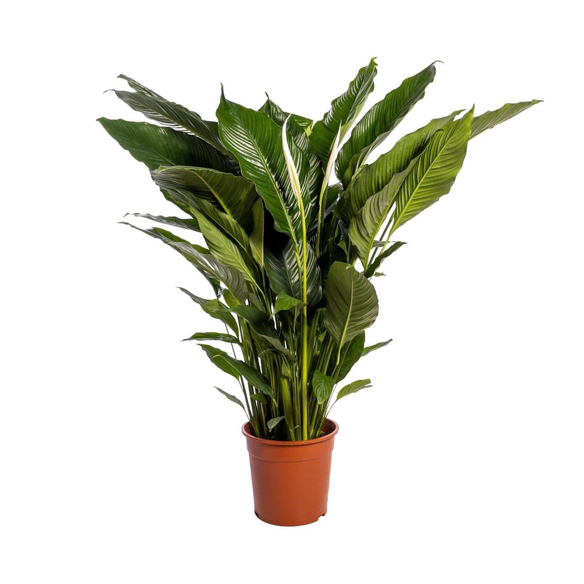 Spathiphyllum Sweet Sebastiano 110 cm wit