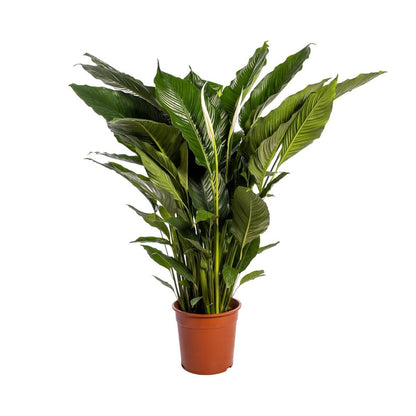 Spathiphyllum Sweet Sebastiano 110 cm wit
