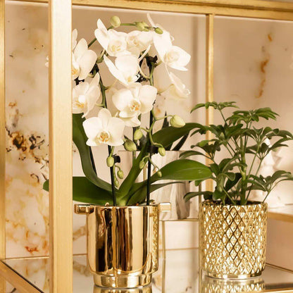 Orchidee Phalaenopsis Niagara Fall wit Ø9 cm pot