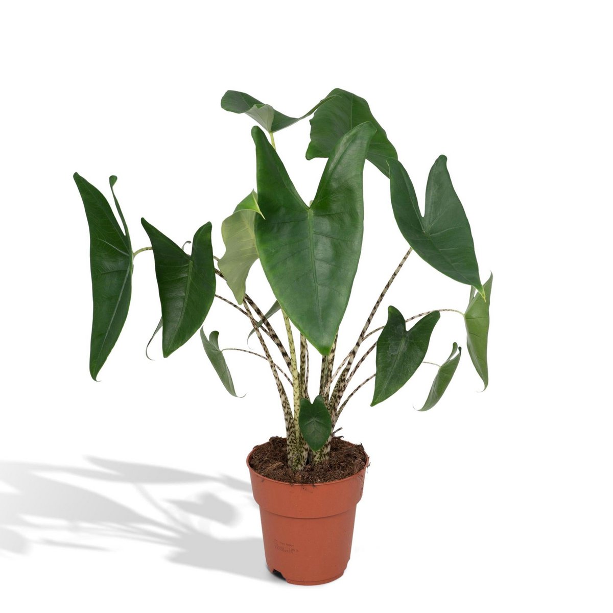 Kamerplant Alocasia Zebrina Ø19cm 75cm