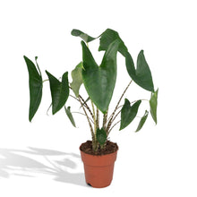 Kamerplant Alocasia Zebrina Ø19cm 75cm