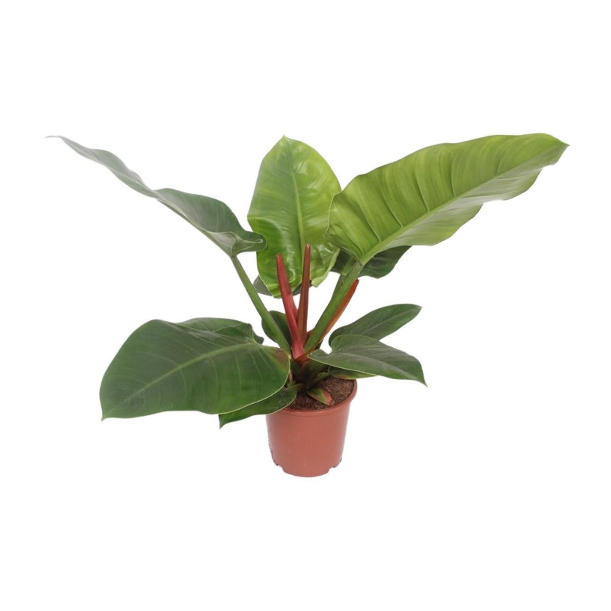 Philodendron Imperial Green kamerplant Ø17cm ↕60cm