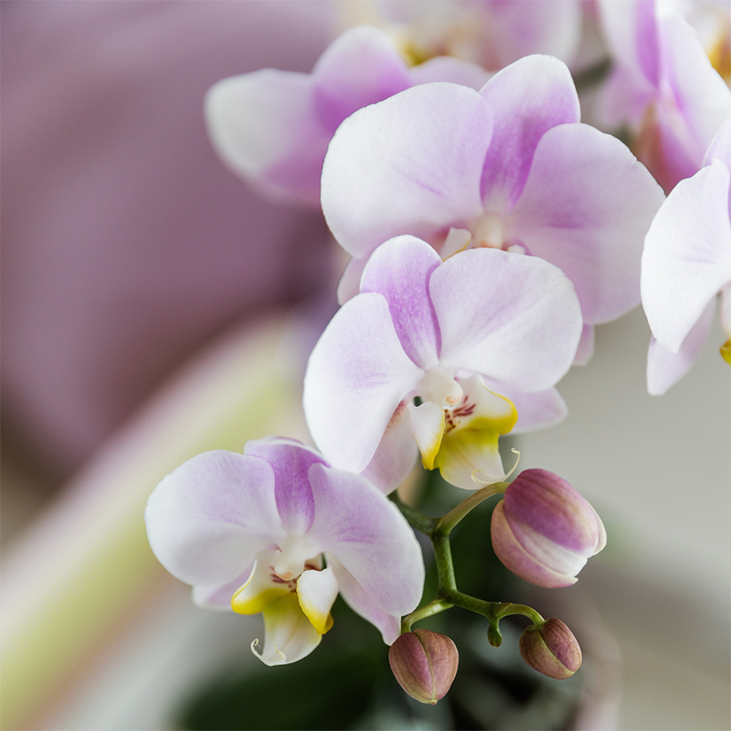 Roze Orchideeënset in Como Pot met Zelfwatergevend Systeem (2 Planten)