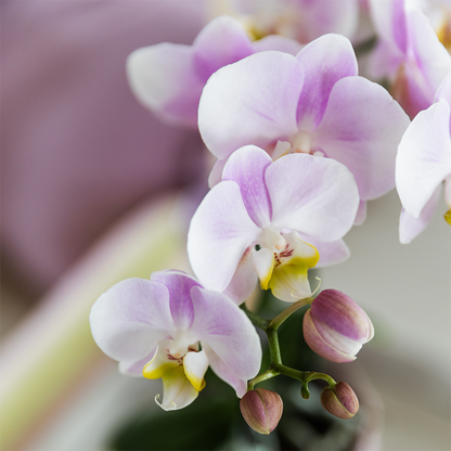 Roze Orchideeënset in Como Pot met Zelfwatergevend Systeem (2 Planten)