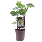 Druivenplant Vitis Muskaat de Alexandrie Ø15cm 40cm