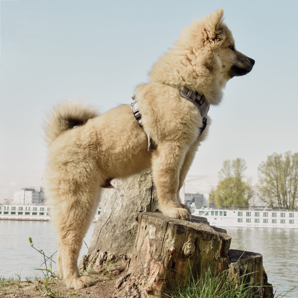 ne&no® Dog Harness with Matching Shock Absorber [DEVELOPED by NE&NO]