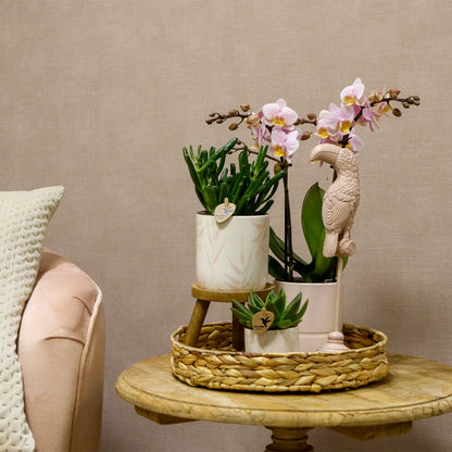 Complete Plantenset met Roze Orchidee, Groene Planten en Sierpotten