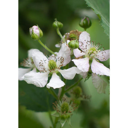 Rubus fruticosus 'Thornless Evergreen' - Doornloze Braam - Ø13cm - ↕45cm
