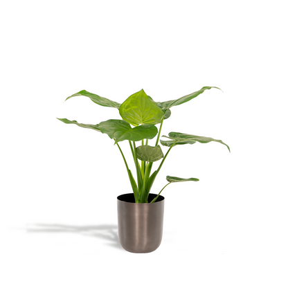 Alocasia Cucullata - Ø19cm - ↕65cm + Pot Mayk Lood