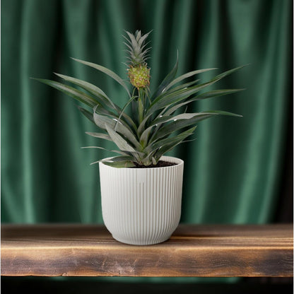 Bromelia Ananas plant Ø12cm ↕30cm