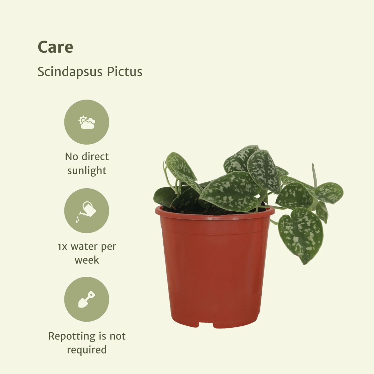 2x Scindapsus Pictus - Epipremnum - 15 cm - Ø12