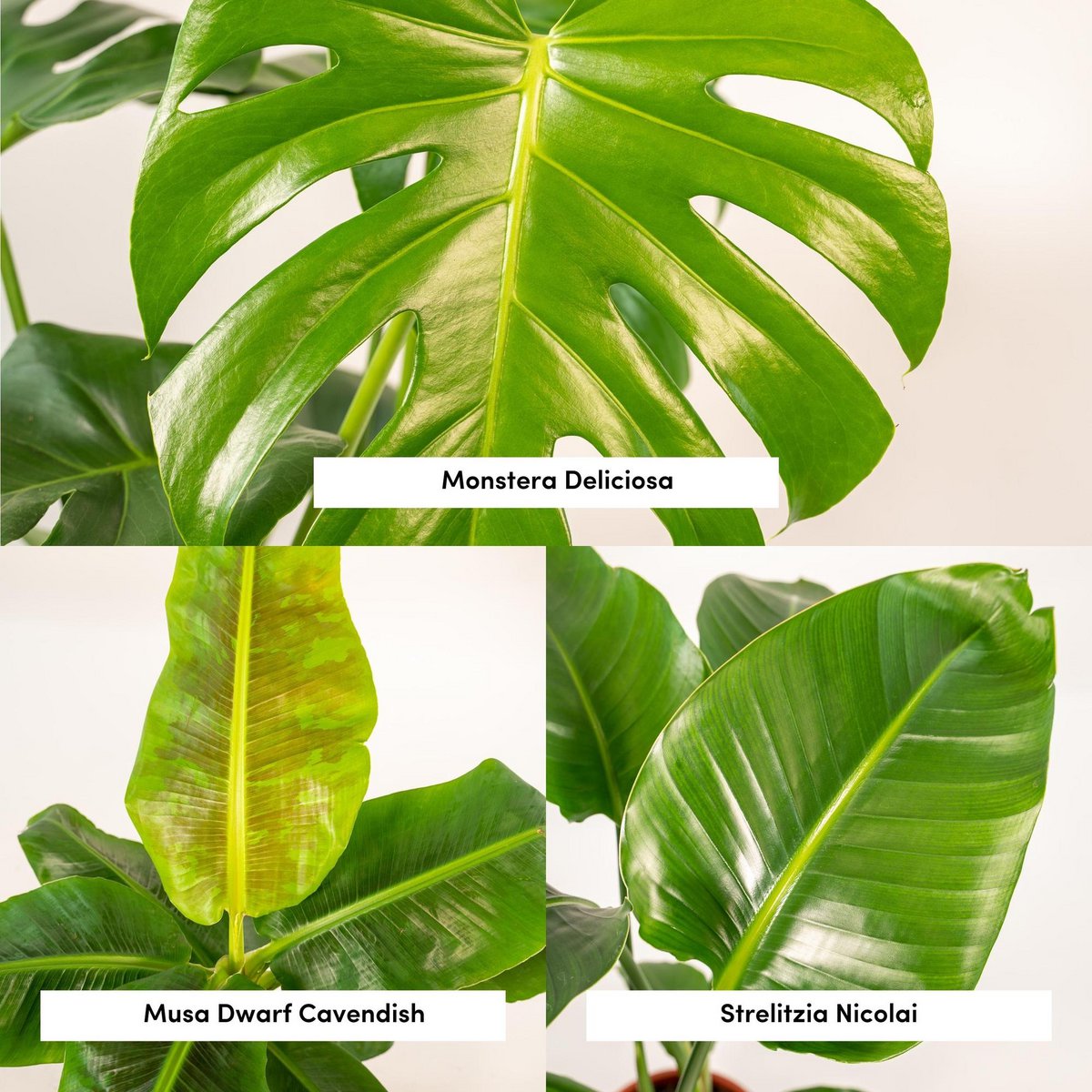 Kamerplantenmix Met Monstera Deliciosa En Alocasia Zebrina