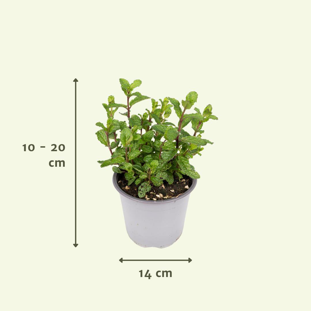 Tuinkruiden Mix - 1 stuk - Ø14cm - ↕18cm