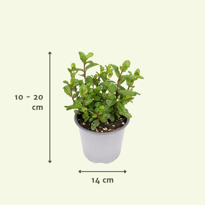 Tuinkruiden Mix - 1 stuk - Ø14cm - ↕18cm