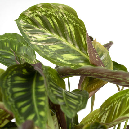 Kamerplant Calathea Flamestar Ø19cm ↕75cm groen