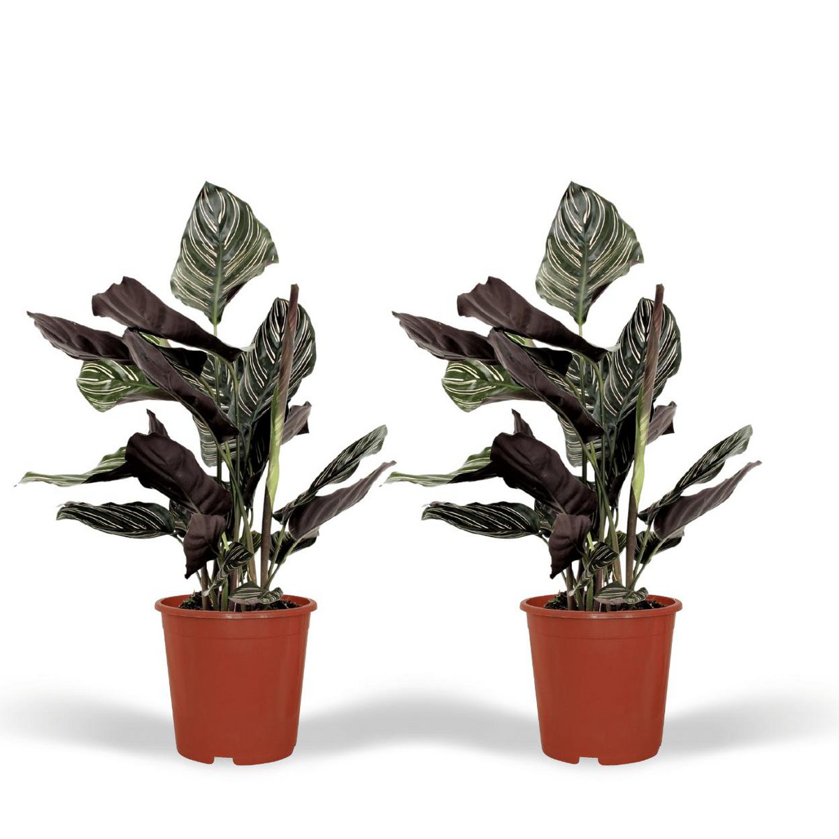 Calathea Ornata Pauwenplant 50cm ø14cm