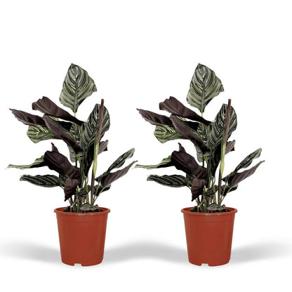 Calathea Ornata Pauwenplant 50cm ø14cm