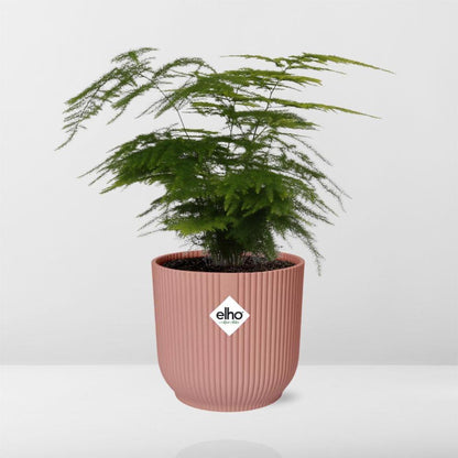 Asparagus Setaceus 'Plumosus' in ELHO Vibes Fold 14cm pink