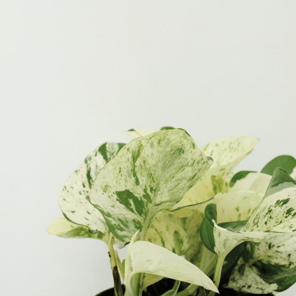 Kamerplant Epipremnum Happy Leaf ø12cm ↕15cm