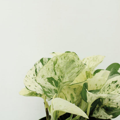 Kamerplant Epipremnum Happy Leaf ø12cm ↕15cm