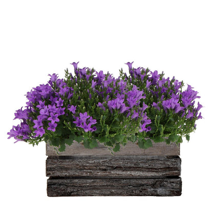 Twee Paarse Campanula Planten in Houten Kist – Vaste Tuinplant & Winterhard