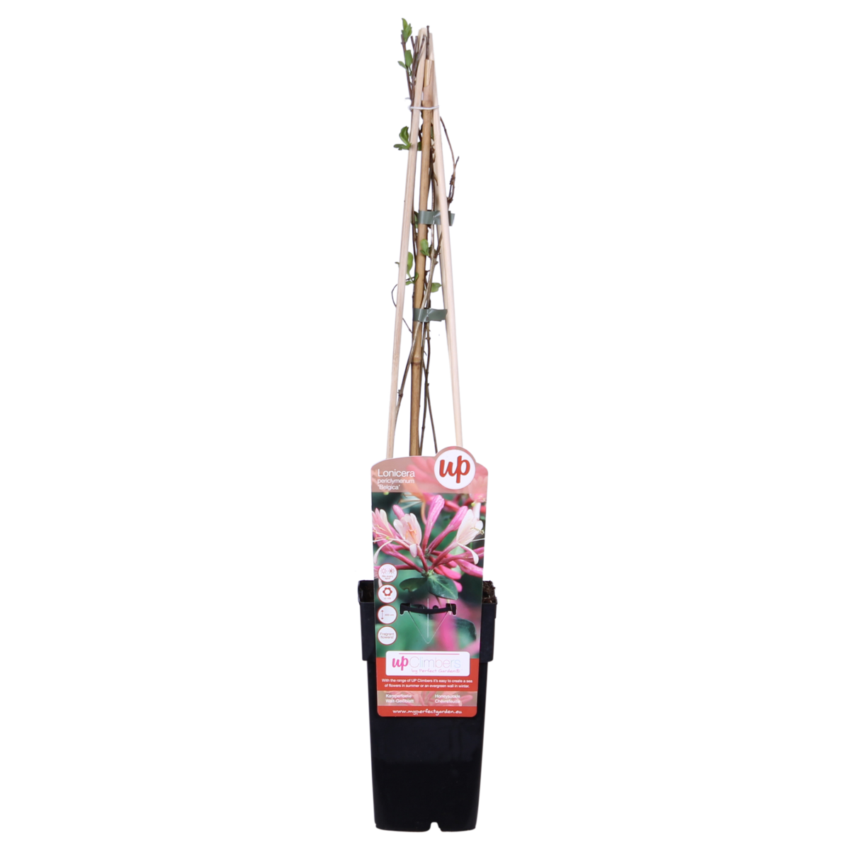 Klimplant Lonicera periclymenum Belgica Ø15cm 65cm