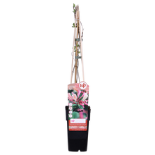 Klimplant Lonicera periclymenum Belgica Ø15cm 65cm
