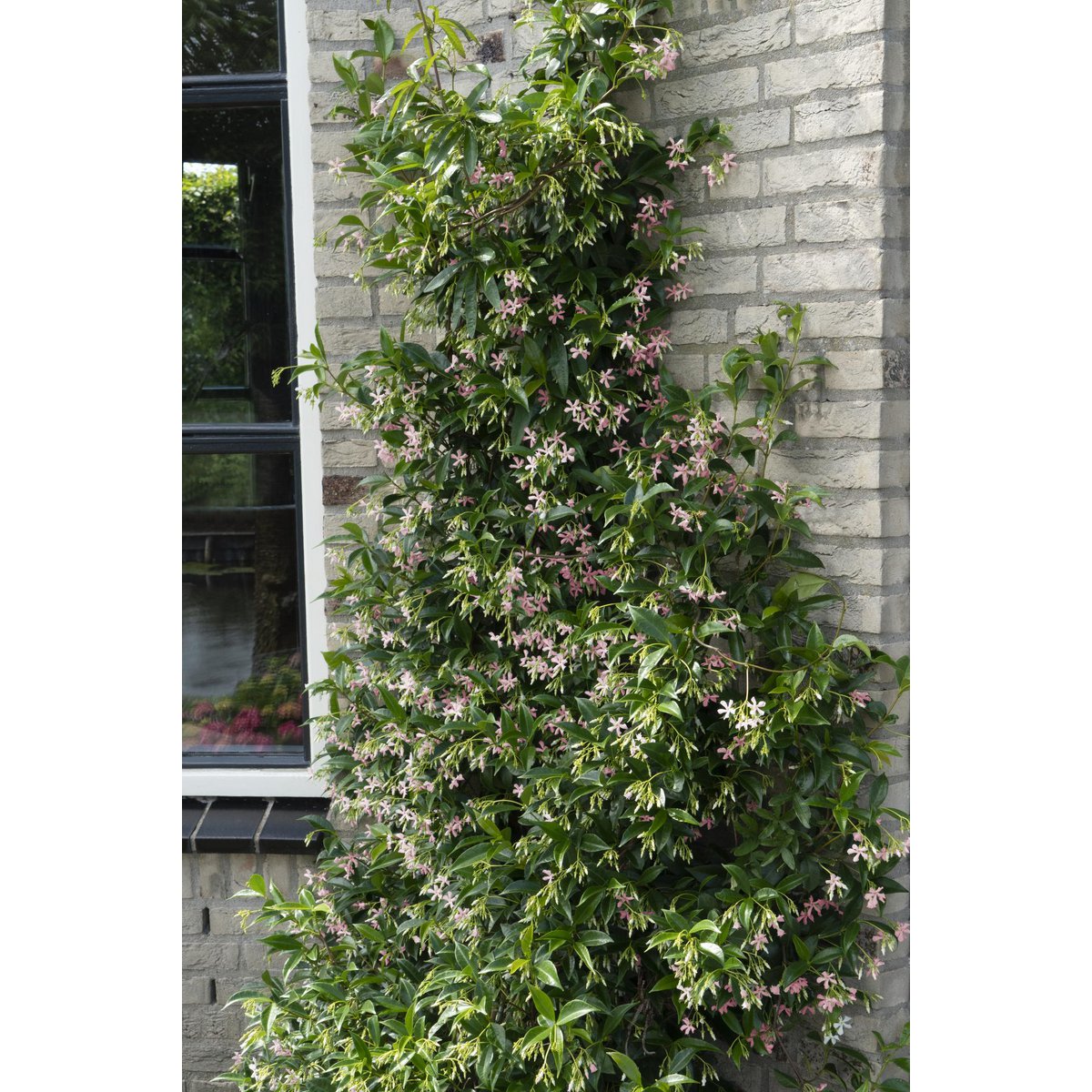 Trachelospermum 'Star of Ibiza' - Pink Star Jasmine - Ø15cm - ↕65cm