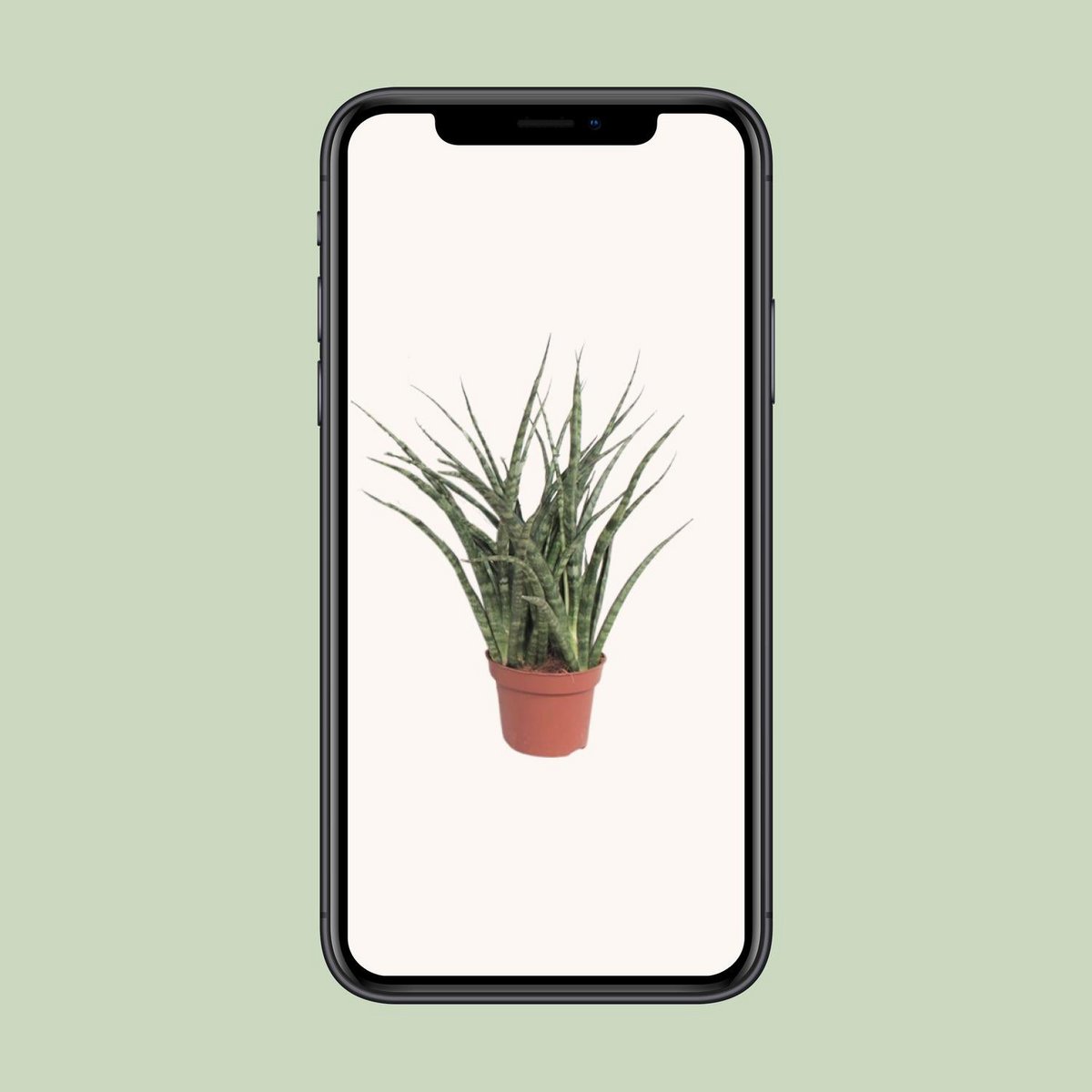 Sansevieria Fernwood Punk kamerplant Ø12cm ↕35cm