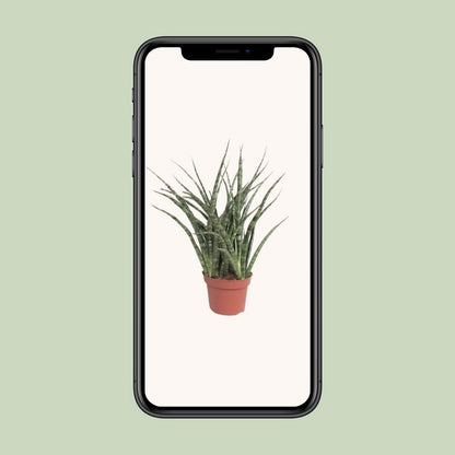 Sansevieria Fernwood Punk kamerplant Ø12cm ↕35cm