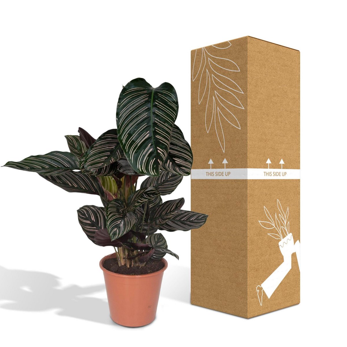 Kamerplant Calathea Ornata Ø19cm 75cm