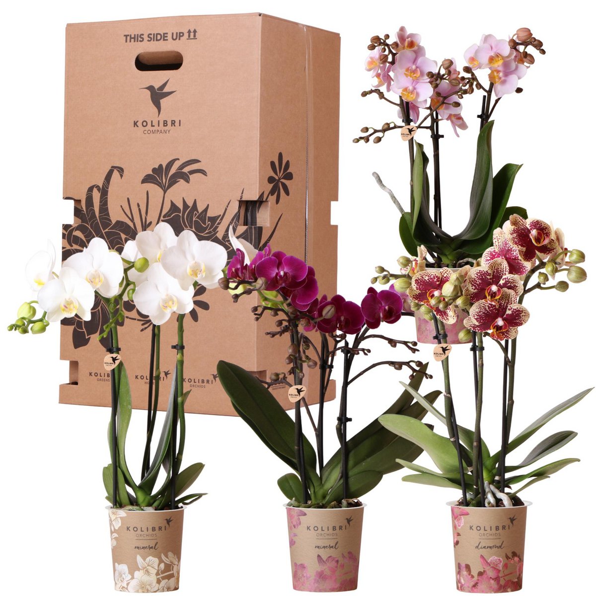 Kolibri Orchideeën Verrassingsbox | 4 Planten van de Kweker